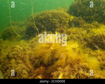 Un sano condimento dal Sound Malmo Svezia. Alghe e acqua fredda verde. Abbondante pesce piccolo sullo sfondo Foto Stock