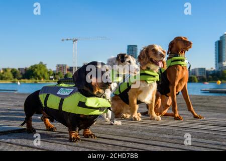SOLO PER USO EDITORIALE (da sinistra a destra) Bob, un Dachshund, Sammy, un Jack Russell, Joey, uno spagnolo e Sterling, un ungherese Vizsla, partecipano al primo galà britannico di nuoto doggy per lanciare online cane camminare e seduta piattaforma Rover.com a West Reservoir, Londra. Foto Stock