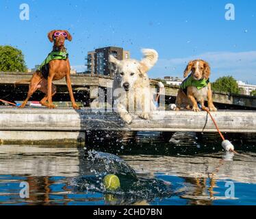 (Da sinistra a destra) Sterling, un ungherese Vizsla, Finn, un Golden Retriever e Joey, uno spagnolo, partecipano al primo gala britannico di nuoto doggy per lanciare online cane a piedi e seduta piattaforma Rover.com a West Reservoir, Londra. Foto Stock