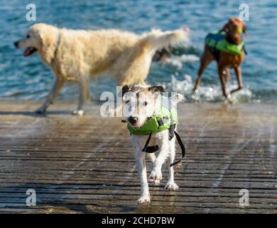 SOLO PER USO EDITORIALE (da sinistra a destra) Finn, un Golden Retriever, Sammy, un Jack Russell e Sterling, un ungherese Vizsla, partecipano al primo galà di nuoto doggy del Regno Unito per lanciare online dog walking and sitting platform Rover.com a West Reservoir, Londra. Foto Stock