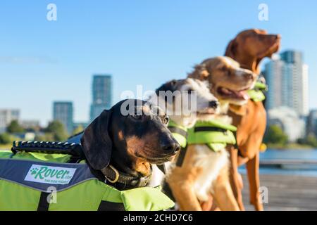 SOLO PER USO EDITORIALE (da sinistra a destra) Bob, un Dachshund, Sammy, un Jack Russell, Joey, A Spaniel e Sterling, un Vizsla ungherese, partecipano al primo gala da nuoto del Regno Unito in assoluto per lanciare online cane a piedi e seduta piattaforma Rover.com a West Reservoir, Londra. Foto Stock