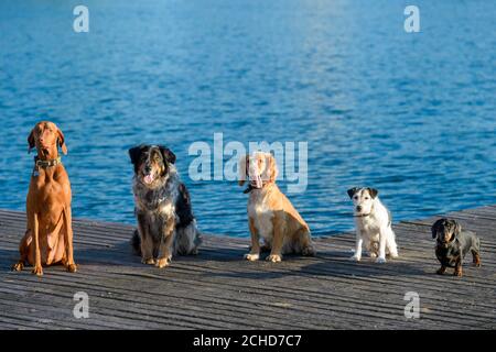 SOLO PER USO EDITORIALE (da sinistra a destra) Sterling, un ungherese Vizsla, Eddie, a Collie, Joey, uno spagnolo, Sammy, un Jack Russell e Bob, un Dachshund, partecipano al primo galà di nuoto doggy del Regno Unito per lanciare online dog walking and sitting platform Rover.com a West Reservoir, Londra. Foto Stock