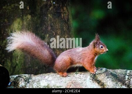 Uno scoiattolo rosso che forava per cibo nei boschi fuori dal Monte Stewart in Co. Down, un'iniziativa guidata dal National Trust sulla penisola ARDS in Co Down ha dato vita a una rinascita della popolazione di scoiattoli rossi dopo anni di declino a causa dell'invasione dei grigi. Foto Stock