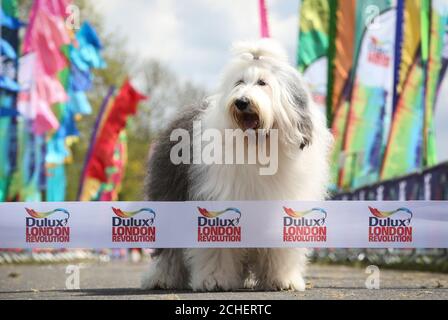 USO EDITORIALE SOLO Dulux Dog, Willow The Old English Sheepdog, al traguardo durante l'evento Dulux London Revolution a Windsor, Berkshire. Foto Stock