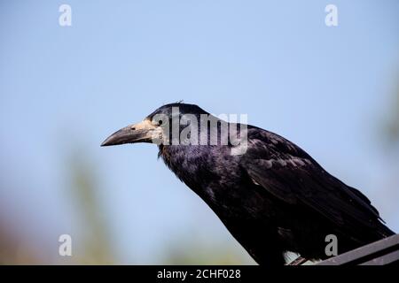 Ritratto di un roco (Corvus frugilegus) in primavera. Foto Stock