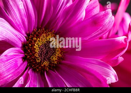 Macro di un bel fiore rosa a margherita Foto Stock