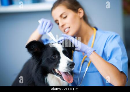 Femmina veterinario rimozione zecca e l'esame di un cane in clinica Foto Stock