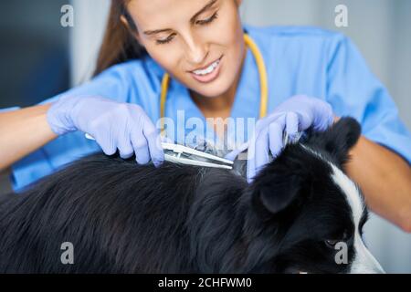 Femmina veterinario rimozione zecca e l'esame di un cane in clinica Foto Stock