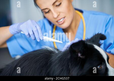 Femmina veterinario rimozione zecca e l'esame di un cane in clinica Foto Stock