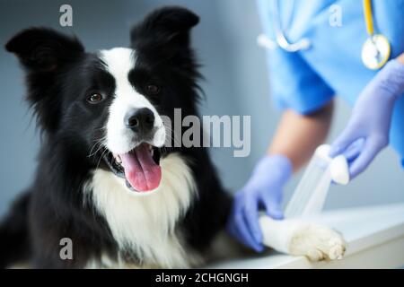 Femmina veterinario trattamento zampa ferita in clinica Foto Stock