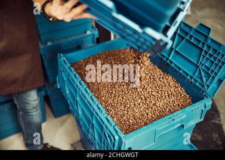 Lavoratore maschile versando i chicchi di caffè nella cassa di stoccaggio blu Foto Stock