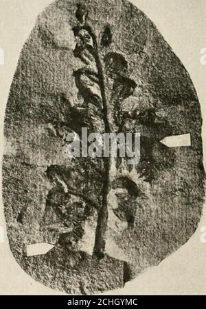 . Ereditarietà ed evoluzione nelle piante rganizedas quelle di oggi, si trovano molto indietro nei primi strati fossili del Paleozoico. Grandi tipi di foresta ex-isted già come il Devonian. Più tardi nel Carboniferousse si verificano molte felci di semi-cuscinetto. Questi sono stati calledCycadofilicales (felci ciclacee), o, da alcuni, Pterido-spermatozoi. Studi recenti hanno rivelato il fatto che la maggior parte delle piante fossili provenienti dagli strati carboniferi, in precedenza ritenuti felci, non sono evcriptogams, ma sono queste piante sementi simili a felci. Il più noto pteridosperm è Lyginodendron oldha Foto Stock