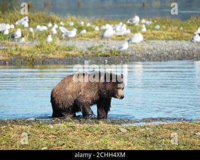 Colpo a livello dell'occhio di un orso bruno furry che cerca il cibo dentro un piccolo lago forestale Foto Stock