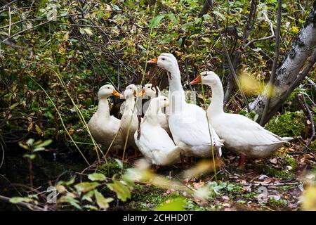 Un gregge di anatre bianche e oche con querce gialle si sono accoccolate insieme sullo sfondo di alberi autunnali e di erba nel selvaggio. Foto Stock