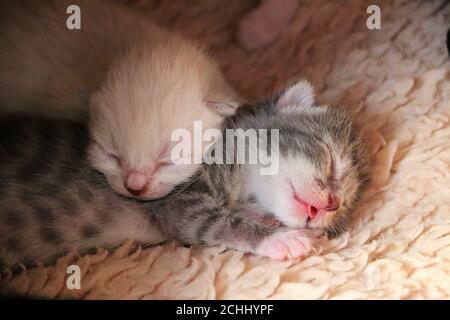 Primo piano di due cuccioli neonati addormentati e coccolati Foto Stock