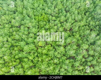 Vista dall'alto della piantagione di gomma al mattino. Foto Stock