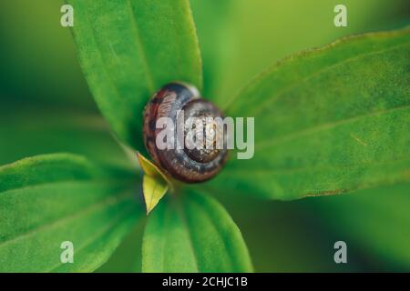 La lumaca si nascose nel suo guscio sulle foglie verdi della pianta Foto Stock