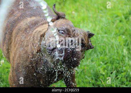 Vecchio bulldog inglese che gioca con l'acqua Foto Stock