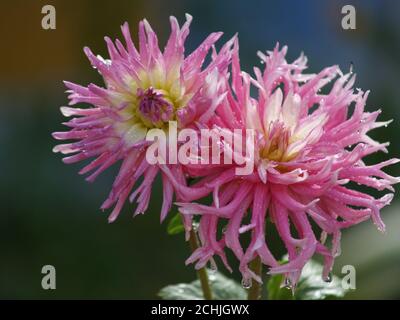 bella dahlia all'aperto nel garcen Foto Stock