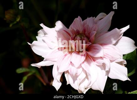 bella dahlia all'aperto nel garcen Foto Stock