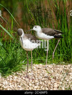 2 Javenile Tilt, Himantopus himantopus, alato nero, sulla linea costiera Foto Stock