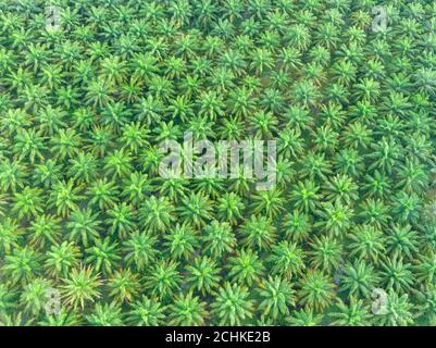 Vista dall'alto della piantagione di palme da olio al mattino. Foto Stock