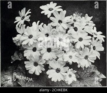 . Tutto per il giardino : 1906 . HENDERSONS LARGE=FL0WERINQ CINERARIA HYBRIDA. Magnifiche e indispensabili piante fiorite forspring decorazione per la serra o finestra Garden.The fiori misura 2 a 3 pollici attraverso, sono di bianco, blu, viola e sfumature cremisi; di solito due o morepolori sono mostrati in un fiore, coprendo la pianta con un foglio di fiore. Grande-fioritura, misto più choicest. Dal premio va-rieties Pkt. 25 c. A strisce. Grandi fiori a strisce, blu, rosso, rosa, lilla, ecc., strisce bianche 35c. Con foglie bianche a chiazze. Pro- duca grandi fiori della varietà usuale Foto Stock