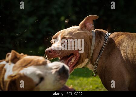 Due cani amstaff terrier lotta sul cibo. Comportamento aggressivo del cane giovane e vecchio. Foto Stock