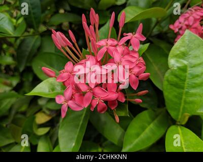 Ixora chinensis fiorisce con gemme nel mezzo di foglie verdi Foto Stock