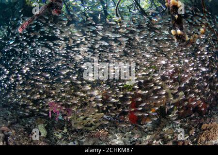 Una scuola spessa di cardinalfish hover al bordo di una foresta di mangrovie in Raja Ampat. Questa area tropicale è conosciuta per la sua elevata biodiversità marina. Foto Stock