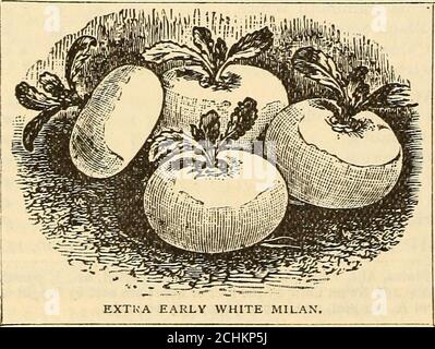 . Catalogo di metà estate : 1896, per piantine estive, piantine di fragole in vaso, piante di cavolo e cavolfiore, sedano e altre piante vegetali, per semina estiva, semi vegetali, rape, ruta baga, mangel e semi agricoli, prodotti essenziali per il prato, insetticidi, fungicidi e attrezzi per applicazione . ; la forma è che anche il. Foto Stock