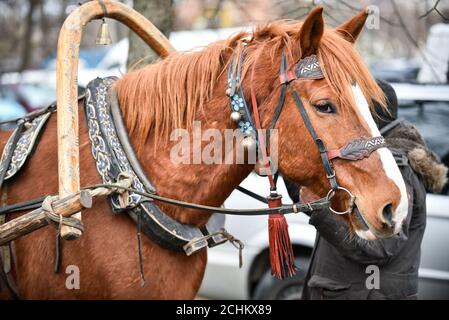 Cavallo in primo piano, dietro di lui è un contadino che tiene il cavallo al guinzaglio Foto Stock