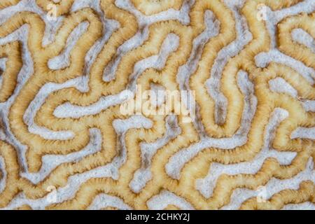 Una vista ravvicinata di un corallo di costruzione della barriera corallina che cresce in Indonesia mostra dettagli incredibili. Quasi seimila specie di corallo esistono in tutto il mondo. Foto Stock