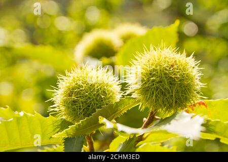 Castagne dolci su un albero in una giornata di sole in caduta - fuoco selettivo Foto Stock