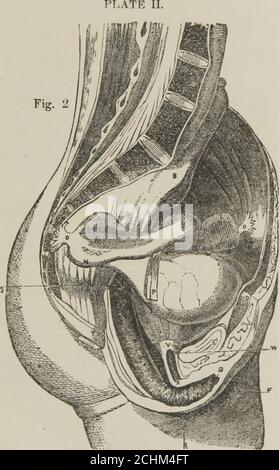 . Consulente medico e guida al matrimonio : rappresenta tutte le malattie degli organi genitali maschili e femminili . Le lettere di denaro non devono essere inviate a noi, a meno che non siano registrate. PARTE I. ATTENZIONE PARTICOLARE. Evitate tutti i rimedi pubblicizzati per qualsiasi malattia, espe-cially venereal, e tutti gli strumenti pubblicizzati per le emissioni di cureSeminal, in quanto sono humbugs pregiudizievoli di quack. Nell'ultimo anno o due, sono emersi numerosi medici di funghi, fingendo di essere da ospedali nelle città differenti d'Europa, o studenti di uomini eminenti, come asRicord, Acton, ecc., utilizzando il loro farmaco Foto Stock