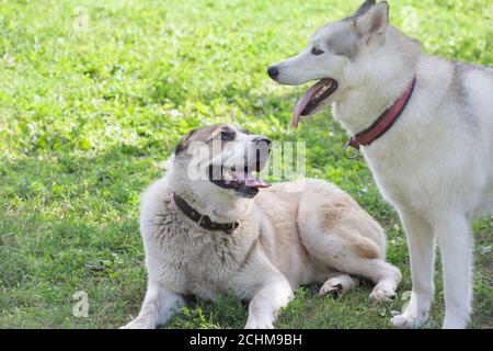 Carino Husky siberiano e cucciolo di cane pastore asiatico nel parco estivo. Animali domestici. Cane purebred. Foto Stock