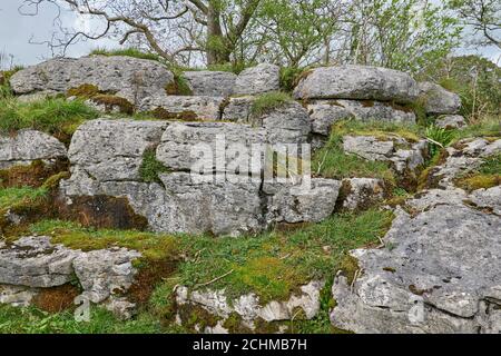 Affioramento di roccia calcarea erosa vicino a Ribblehead, con macchie di lichene, muschio e erba copertura Foto Stock