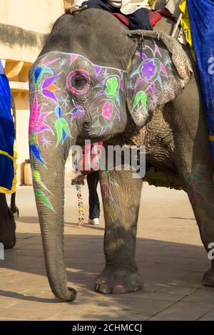 Primo piano di elefante indiano dipinto Foto Stock