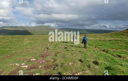 Giovani escursionisti donne che camminano attraverso la brughiera pascolante da Ingleborough Verso Horton a Ribblesdale con la collina Pen-y-ghent in lontananza Foto Stock