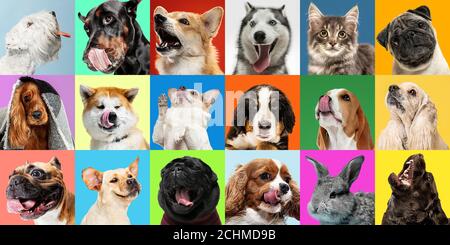 Luminoso. Cani giovani, collage animali. Carino doggies o gli animali domestici stanno cercando felici isolati su sfondo multicolore. Foto in studio. Collage creativo di diverse razze di cani. Volantino per il tuo annuncio. Foto Stock