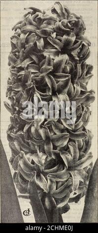 . Nuova guida floreale : autunno 1909 . The Conard & Jones Company, West Grove, Pa, C.& J. Finest Single nominato Hyacintlis appositamente selezionato per House Cultura e biancheria da letto. Singolo di nome Hyacinth Moreno 15c. Ciascuno. Ogni bulbo di Giacinto che inviamo ha il fiore già formato al suo interno. Regolando la cultura (vedi le indicazioni per ogni ordine) si può avere abeautiful mostra di fioritura per Natale o altre occasioni speciali - splendida per la tavola, finestra ornantel decorazione - rimangono belli un lungo tempo, in modo da è facile avere una successione di fioritura tutti Winterthrough, e poi per magnifici letti su di voi Foto Stock