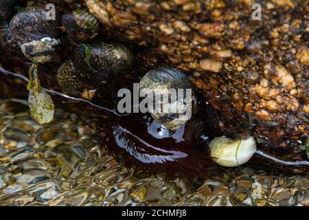 Un anemone del beadlet (Actinia equina) su una roccia appena in acqua Foto Stock