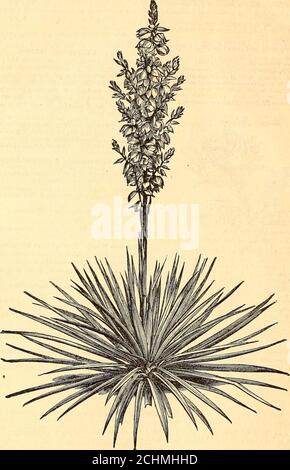 . Scuola materna di lettura : [catalogo] 1875. . rs, lianping da steli piuttosto alti, circa due piedi di altezza; vari colori. 35 c. Daisy [Bellis]. Rosso, bianco e rosa* doppio e fresato. 25Ci Dicenta spectabilis, o Dielytra [Bleeding HeartT^UNA bella e dura pianta di confine, con brillanti fiori rosati, a forma di cuore, appesi in grande profusione da un gambo ricurvo con grazia. Maggio e giugno. 50c, feverfew [Pyrethrum].fine, Aster doppio come fiori in profusione. Verydesiderable; bianco, arrossito, rosa, scarlatto e cremisi, 25 c. Forget-me-not [Myosotis].Beautiful e popolare piante piccole; bianco, blu e giallo. Da maggio ad Ain Foto Stock