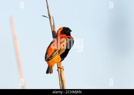 Vescovo Rosso Meridionale (Euplectes orix) che riproducono maschio in piumaggio fresco arroccato su canna al tramonto, fiume Breede, Capo Occidentale, Sudafrica Foto Stock