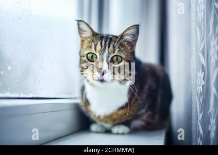 Cute e divertente gatto a righe si siede sul davanzale e guarda fuori la finestra pensieroso. Foto Stock