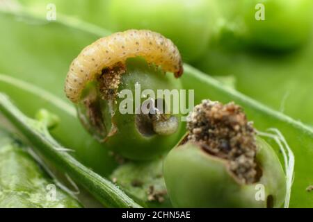 Larve di Cidia nigricana in un pod di piselli. Pea Moth caterpillar e frass in piselli danneggiati Foto Stock