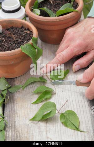 Prendendo talee da piante di clematis sopra un nodo di foglia. REGNO UNITO Foto Stock
