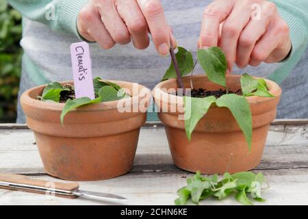 Propagazione da tagli. Disponendo i tagli di fiore di clematis intorno al bordo di una pentola per facilitare il radicamento. REGNO UNITO Foto Stock