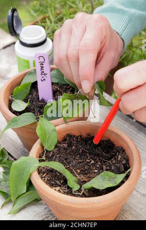 Propagazione da tagli. Disponendo i tagli di fiore di clematis intorno al bordo di una pentola per facilitare il radicamento. REGNO UNITO Foto Stock