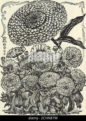 . Tutto per il giardino : 1906 . BEGONIA VERNON,. RE CALENDULA. AURICULA, più fine mista (Primula auricula), piante a bassa crescita, fioritura primaverile per bor-ders o pentole; grandi fiori singoli profumati portati in cluster su 4 a 6 in. Spikes MONGOLFIERA, rapida crescita annuale scalatore, da 10 a 15 ft.; fiori bianchi seguiti da bal-loon-come semi BALSAM, un vecchio giardino preferito di easyculture e la crescita annuale; DA 1 J a 2 ft. Due colori misti, scelta extra, bianco perfetto cremisi, bianco puntinato * strisce bianche, rosse e viola. Lavanda il Re, scarlatto doppio la Regina, rosa doppio Foto Stock